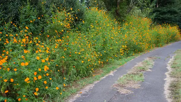 東側奥への道路沿いのキバナコスモスの景観写真