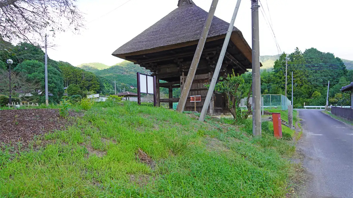 石岡市の太田の東部地区の彼岸花群生地の彼岸花の未開花の景観