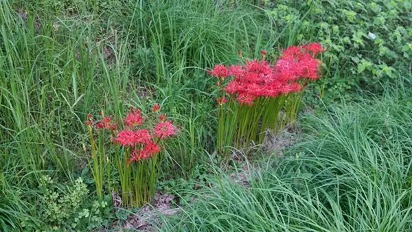 石岡市太田の南部東側通路の彼岸花の開花景観