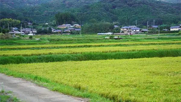 石岡市太田の南部棚田の彼岸花の未開花景観