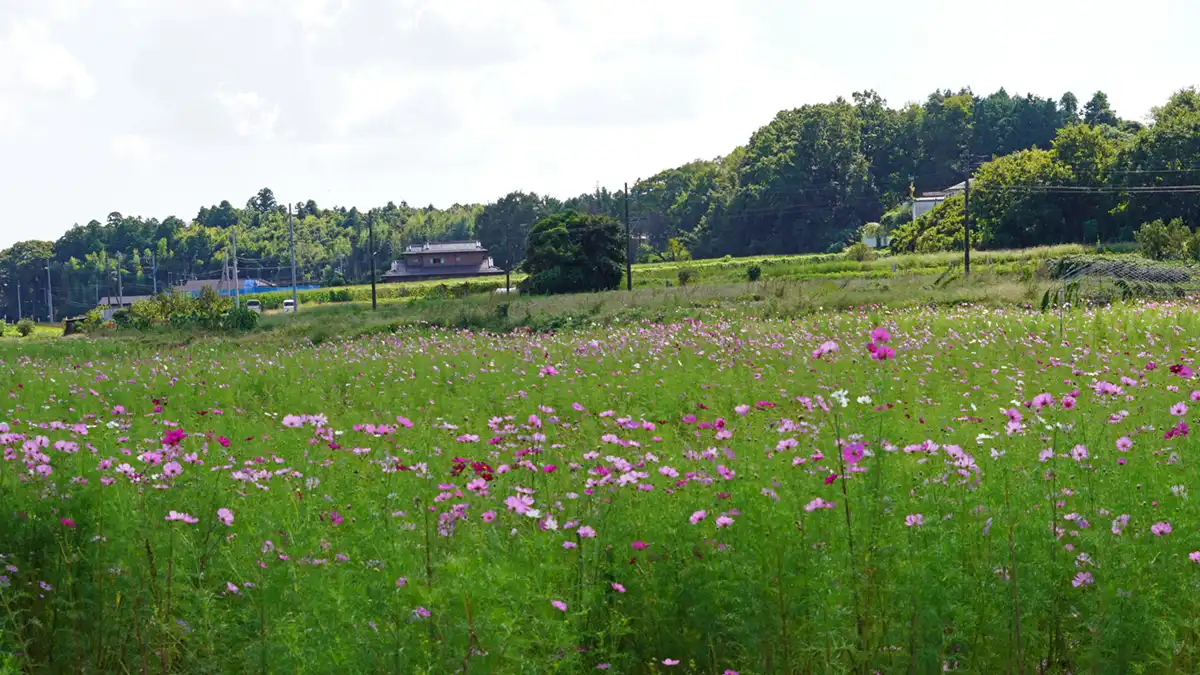 2024年の小美玉市の希望ケ丘公園のコスモス畑の開花状況