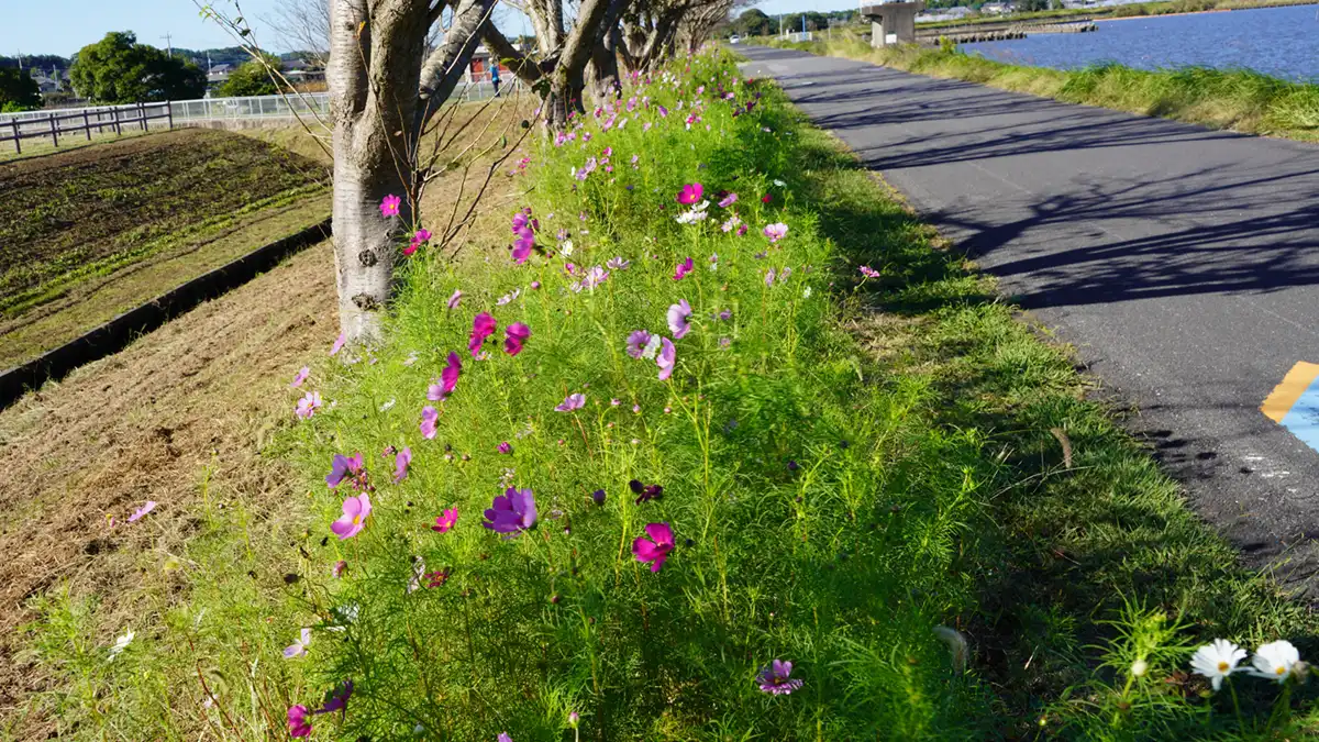 小美玉市の大井戸湖岸公園のコスモスロードの開花状況写真