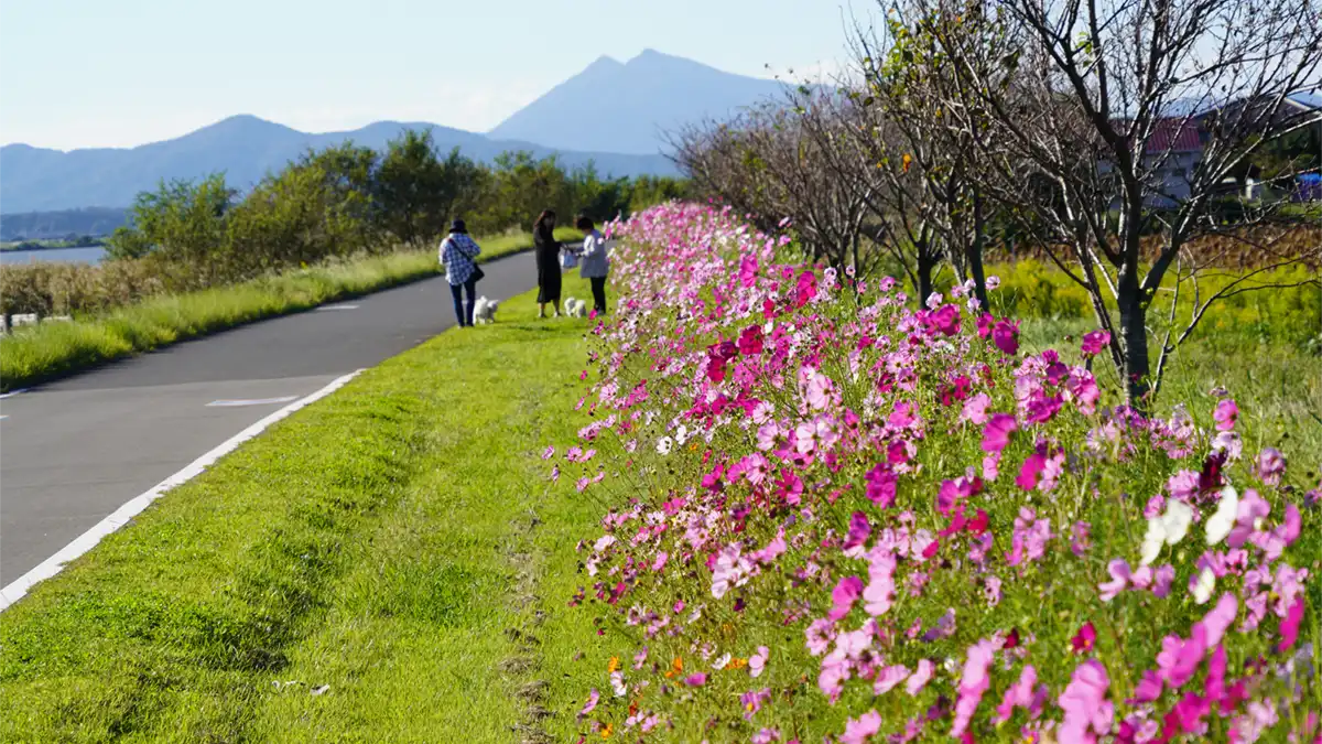 10月13日の小美玉市の高崎コスモスロードのコスモス開花景観写真