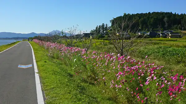 下高崎地区コスモスロードのコスモス開花景観写真