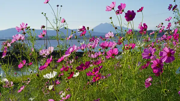 上高崎地区コスモスロードのコスモス開花景観写真