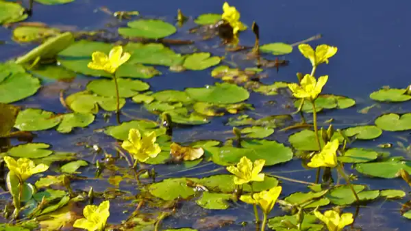 中根池の中央付近のアサザの開花景観