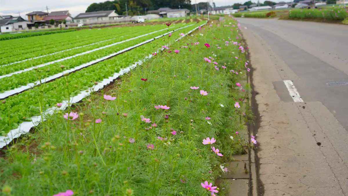 借宿生子生子コスモス街道の開花状況の写真