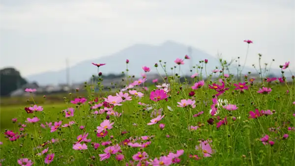 五行川コスモスロード北側の筑波山背景のコスモス開花写真