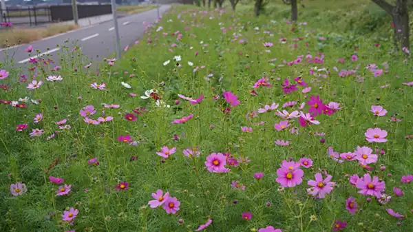 コスモスロード中央付近の開花状況写真