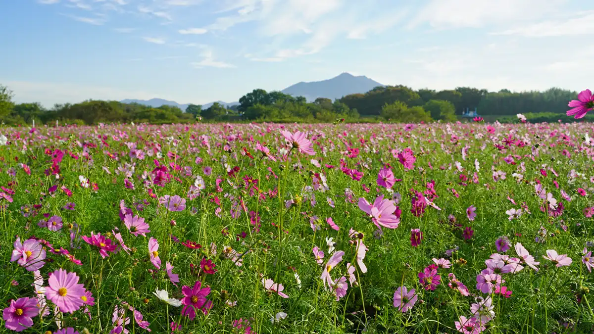 小貝川ふれあい公園のコスモス畑の西側通路からの東側筑波山方向のコスモス開花景観写真