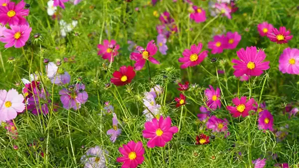 小貝川ふれあい公園のコスモス畑の花の開花の拡大写真