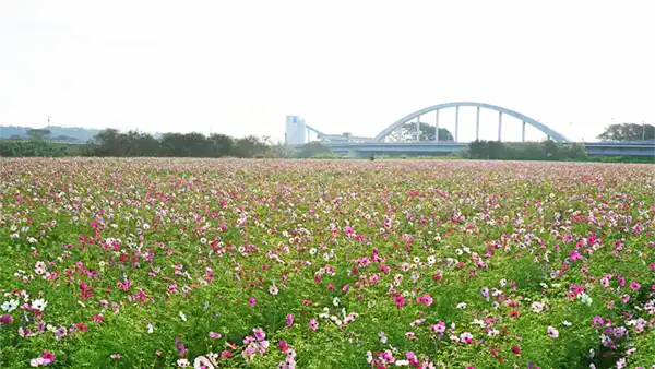 コスモス畑の南側の祝橋方面のコスモスの開花景観写真