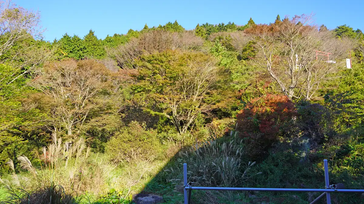 筑波山ローウェイの山麓駅付近の紅葉状況写真