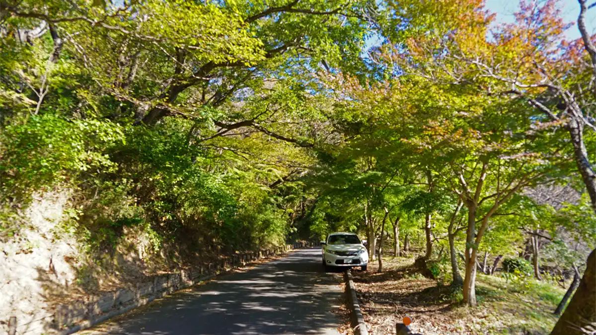 11月7日付の筑波山梅林の林道の紅葉状況写真