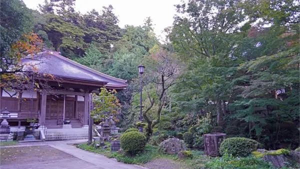 11月7日付の筑波山麓の普門寺の紅葉状況写真