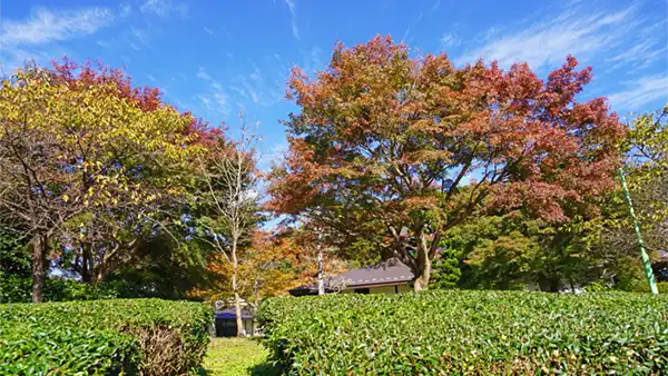 大子町の奥久慈茶の里公園の紅葉状況写真