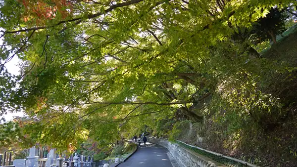 山道の紅葉の状況写真