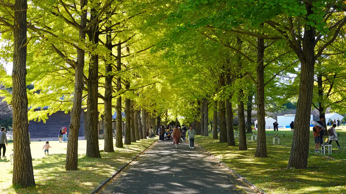 水戸市の茨城県立歴史館の銀杏並木の紅葉状況写真