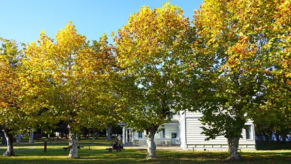 旧水海道小学校本館の周辺のプラタナスの紅葉状況写真