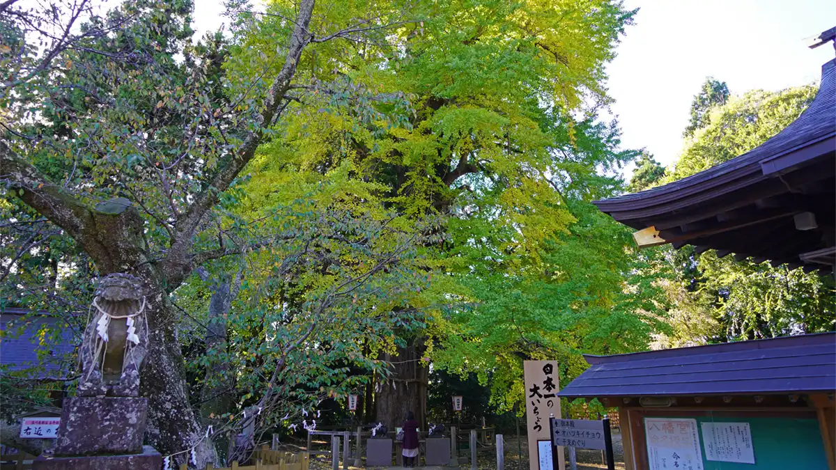 水戸八幡宮のお葉付イチョウの紅葉状況写真