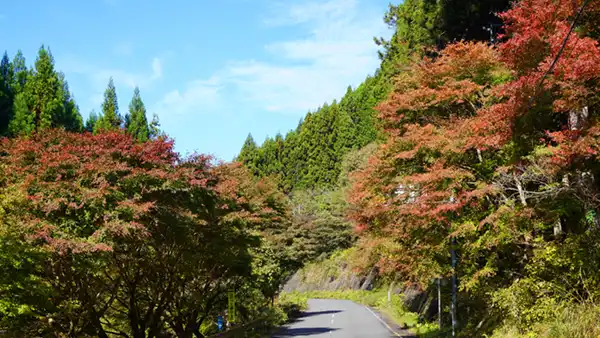 八溝山公園線入口付近の紅葉並木の紅葉状況写真