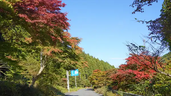 八溝山鳥居・林道入口付近の紅葉状況写真