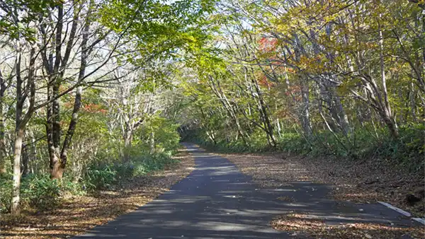 八溝山の金性水入口の林道の紅葉状況写真