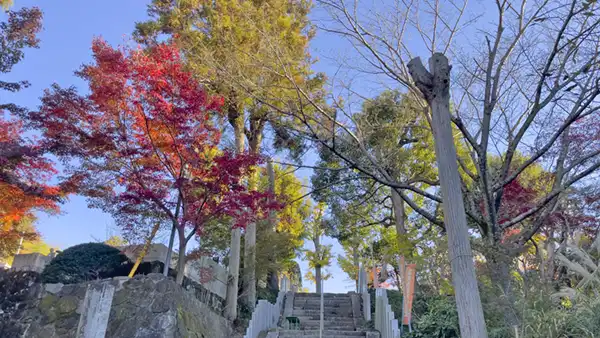 11月28日に撮影した一条院新真福寺の境内紅葉状況写真