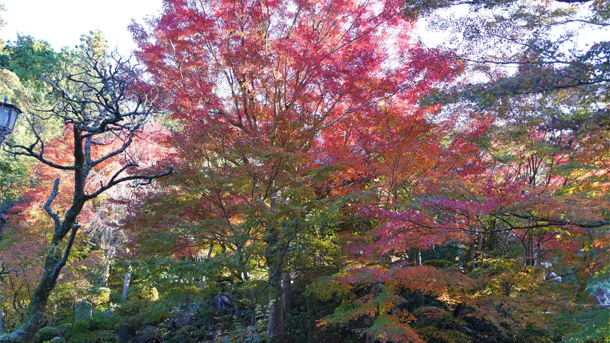 筑波山麓の普門寺の紅葉状況写真