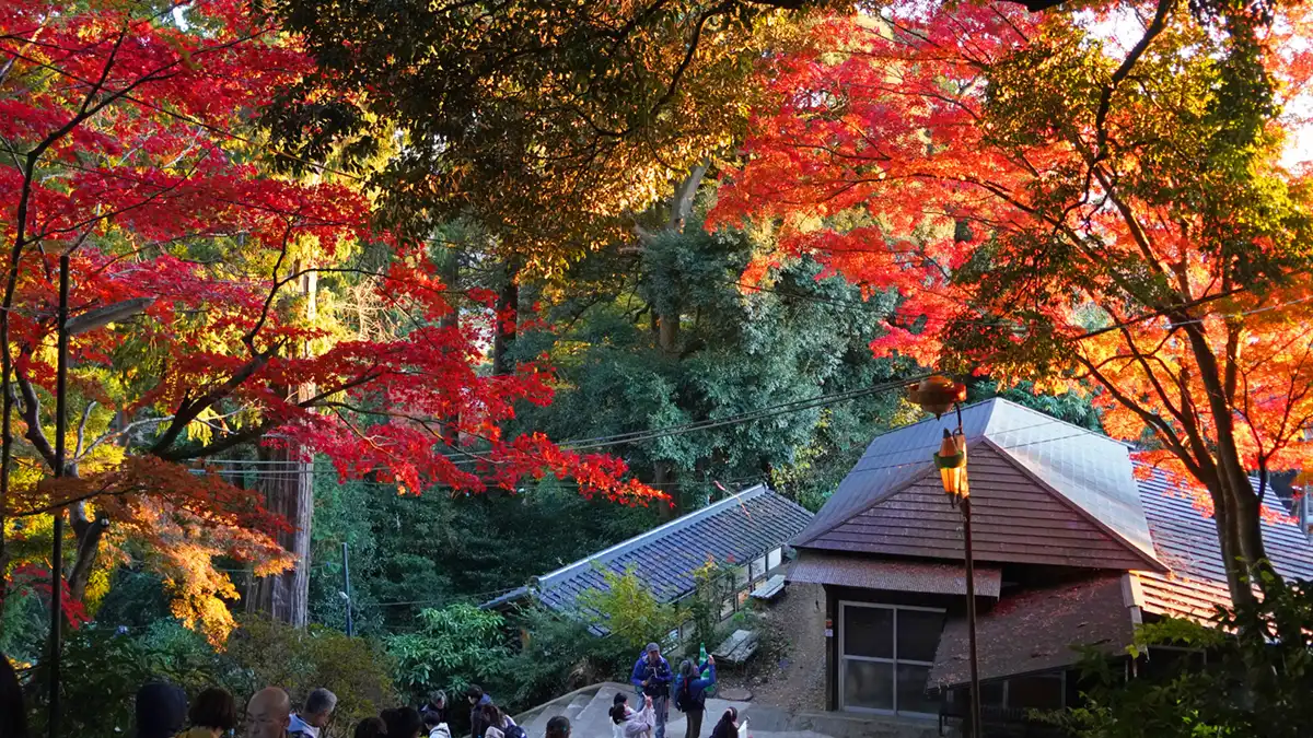 筑波山神社の西側階段付近の紅葉状況