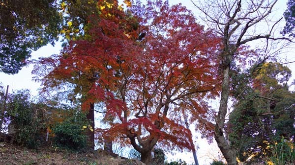 駐車場からのモミジの古木の紅葉景観