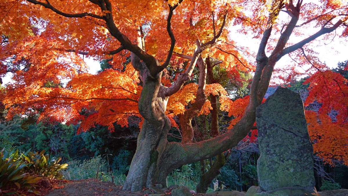 土浦市東城寺のモミジ古木の北側からの紅葉景観