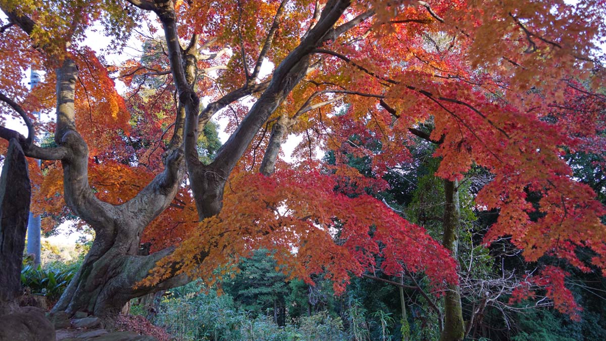 東城寺の参道を上がりきるあたりからのモミジ古木の紅葉景観写真