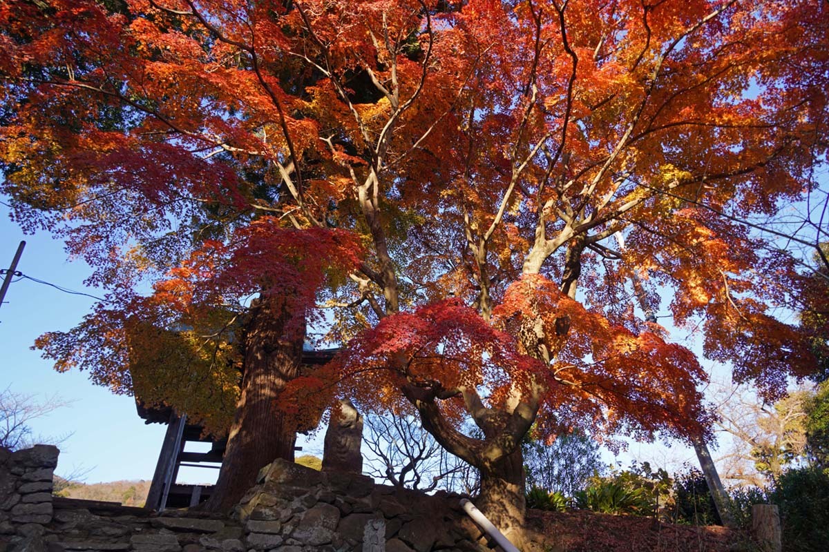 茨城県土浦市の東城寺のモミジの参道石階段からの紅葉景観写真