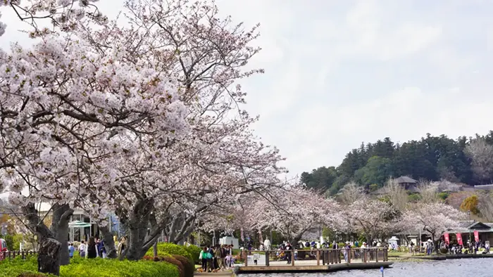 水戸市の千波湖西側の桜の開花の景観写真