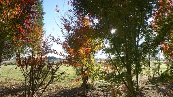 山道南側の林間のモミジの紅葉の状況