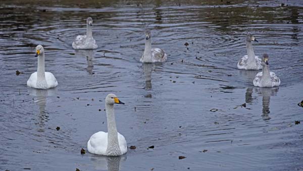 文洞沼の白鳥の家族の景観写真