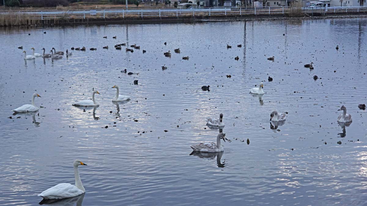 2025年の那珂市の文洞沼の白鳥飛来景観写真