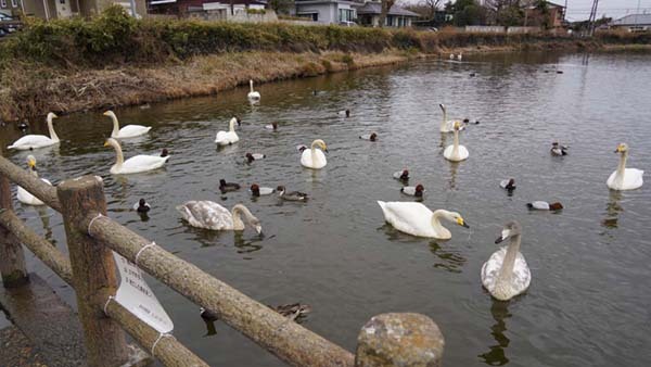 那珂市の一の関ため池の東側デッキの白鳥景観写真