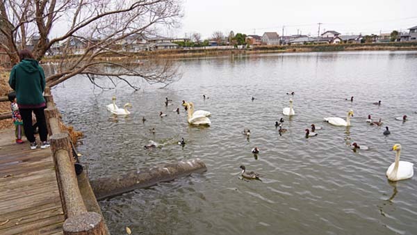 一の関ため池の西側デッキの白鳥の景観写真