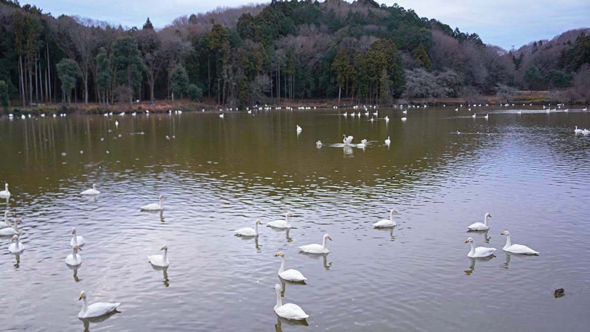 2025年正月の古徳沼の東側東屋付近展望スペースからの白鳥の景観写真