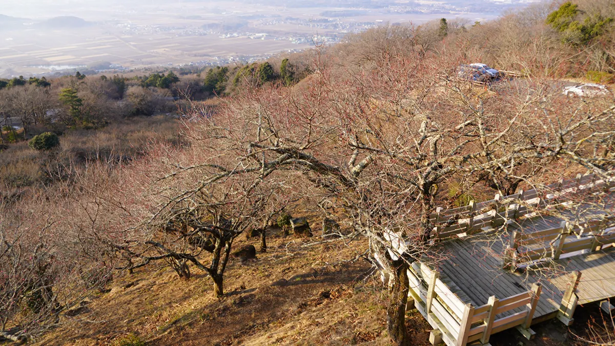 筑波山梅林の展望あずまやからの梅の開花状況写真