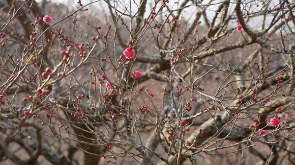 2025年1月25日の展望あずまやの紅梅の開花写真