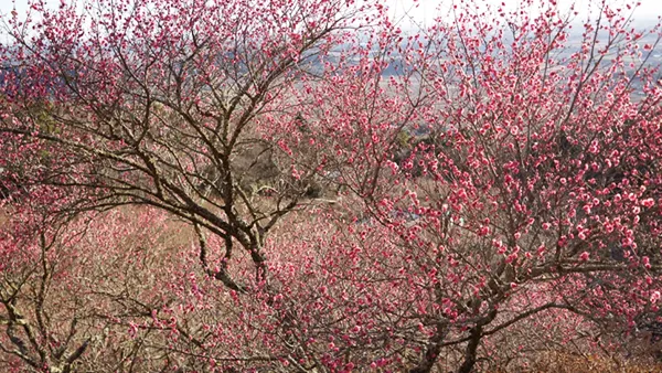 筑波山梅林上部の展望あずまや付近の紅梅開花状況写真