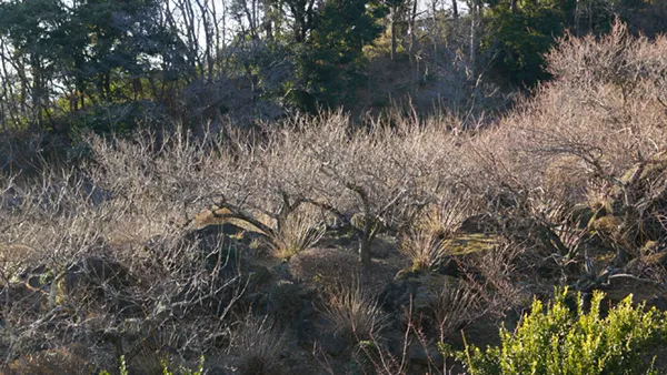 観梅広場付近の白梅のつぼみ状態写真