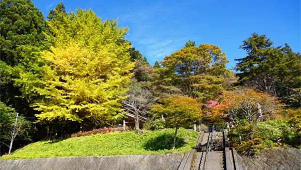 大子町の日輪寺の紅葉状況写真