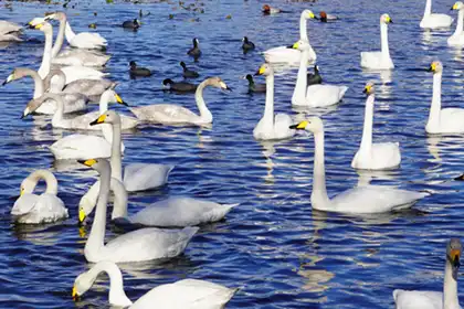 茨城県の白鳥の白鳥飛来地