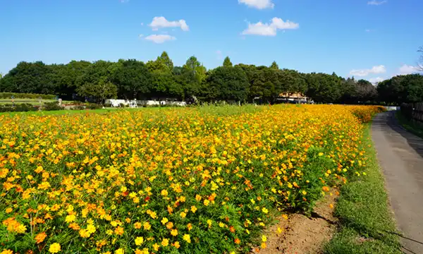 茨城県稲敷市のこもれび森のイバライドのコスモス畑