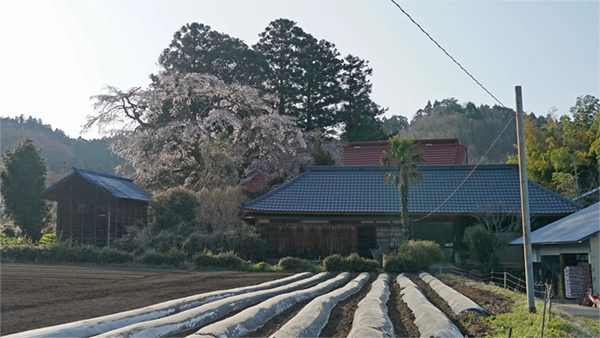 相川1156のしだれ桜の南側の景観
