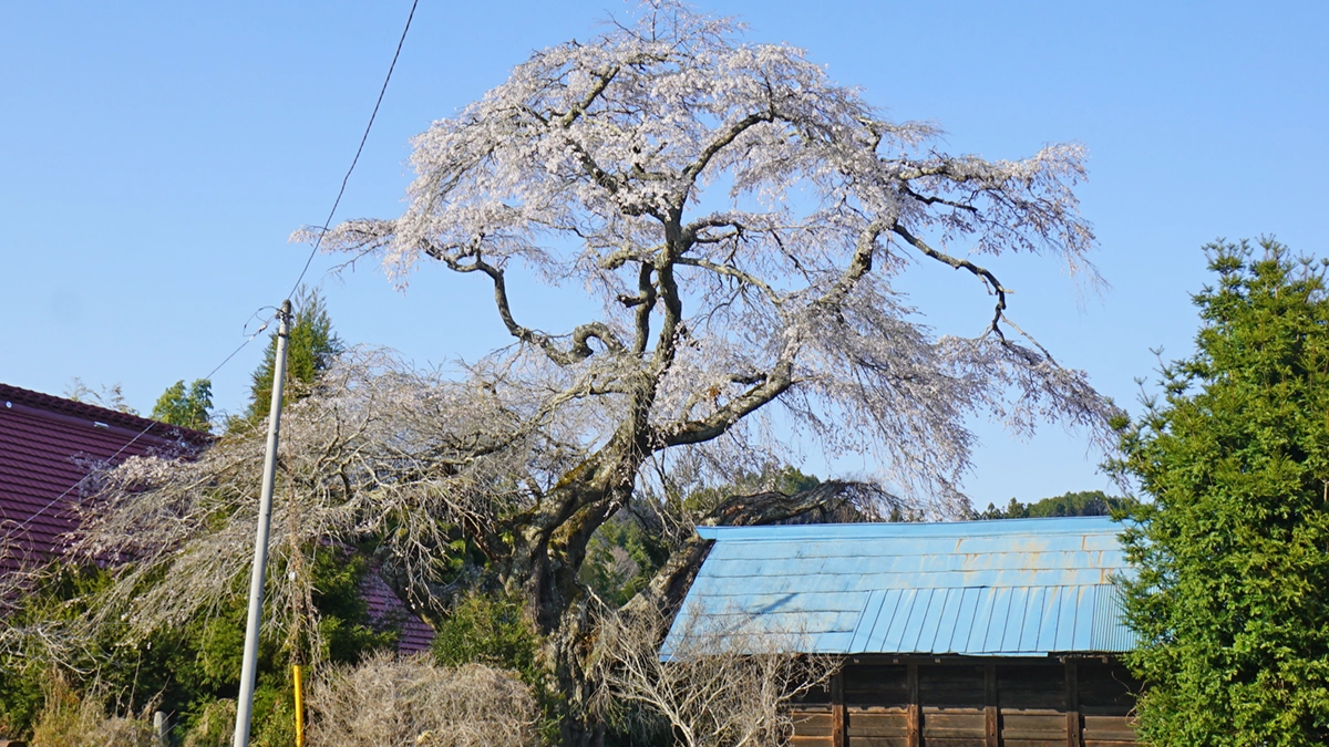 大子町の相川1156のしだれ桜の西側畦道からの開花景観写真